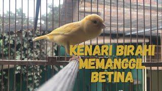 Kenari gacor /Kenari birahi memanggil betina