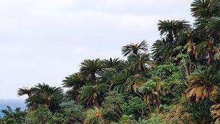 Sago palm tree forests, Cycas revoluta, of the Amami Islands, Japan