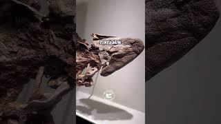 Tiltaalik: One of the Most Important Fossils Ever Discovered