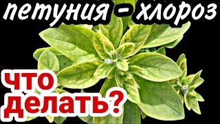 Желтеет петуния? Хлороз! Что делать?