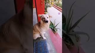 Doglovers #youtubeshorts #shortsviral #shortsvideo #shorts #subscribe @PB CREATION