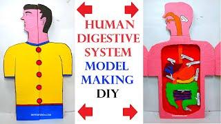 human digestive system model making for science project exhibition - diy | craftpiller
