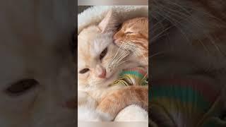 Crazy AnimalsFunny Fail ops Moments Viral Clips #shorts Video|| #trending #animals #funny #cute