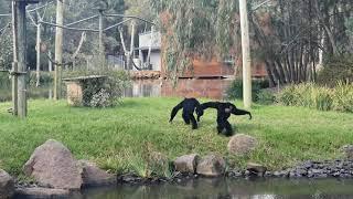 Siamang Apes howling and goes WILD.