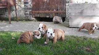 chiots bulldog anglais famille les innocents disponibles à la réservation