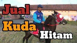 JUAL KUDA HITAM - Jinak & biasa tuk dokar