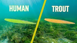 How Speckled Trout See Lure Colors [Human VS Trout Vision]