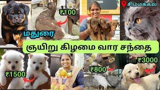  குறைந்த விலையில் செல்ல பிராணிகள் வாங்க  | sunday pet market #madurai   | #pets  #madurai2madras