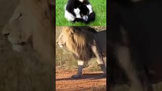 lion vs ruffled lemur