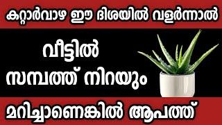 വീട്ടിൽ കറ്റാർവാഴ മാത്രം തെറ്റായ ദിശയിൽ പാടില്ല,കുടുംബം മുടിയും Astrology malayalam/vastu