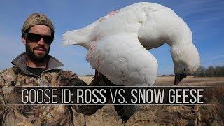 How to Identify A Snow Goose From A Ross's Goose - Waterfowl ID for Hunting