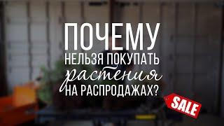 Распродажа растений! Акции! Скидки! Почему не надо экономить ?