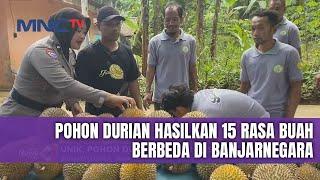 UNIK! Fenomena Pohon Durian Hasilkan 15 Rasa Buah Berbeda di Banjarnegara - LIP 17/12