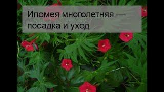 Ипомея многолетняя — посадка и уход