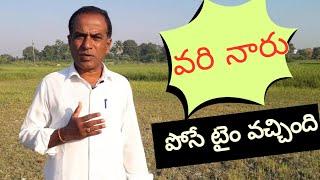 వారి నారు పోసే టైం వచ్చింది|వరిలో నాణ్యమైన నారు ఎలా పెంచాలి|paddy nursery management|karshakaNestham