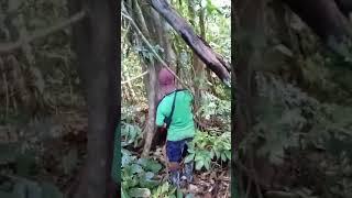 Beginilah kita pekerja Serabutan....Keluar masuk hutan untuk mencari rejeki.. Borneo Kalimantan..