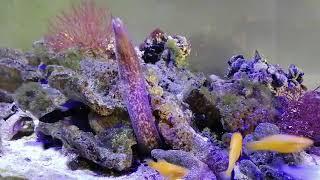 White eye, grey face moray eel