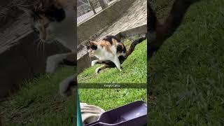 Funny Pets | 2024 Funny Dogs And Funny Cats Videos    #168