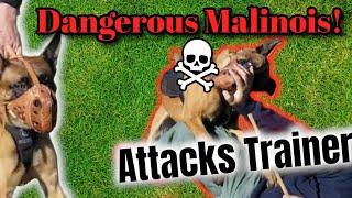 BELGIAN MALINOIS ATTACKS DOG TRAINER!  OUT OF CONTROL!