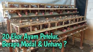 20 Ekor Ayam Petelur. Berapa Modal & Untung ?