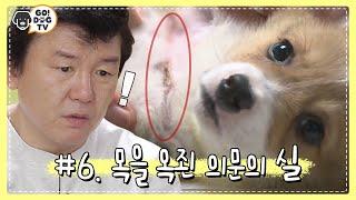 [고독TV] (충격) 막내 '소'의 목이 곪아가고 있었다..? #대중소_성장기 | 개밥주는남자 51 회