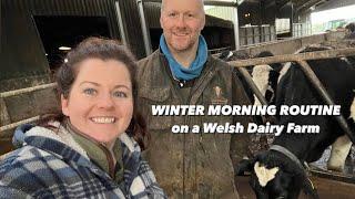 WINTER MORNING ROUTINE on a Welsh Dairy Farm