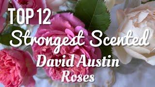Top 12 Strongest Scented David Austin Roses
