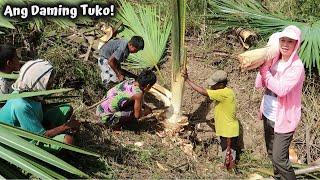 Pagkuha ng Ubod sa Buli ( PALM TREE ) | Paano Kunin ang Ubod? Saan Nakukuha ang Ubod?