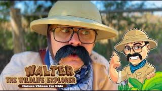 Nature Videos for Toddlers - Walter Sees Butterflies - Educational Videos for #youtubekids