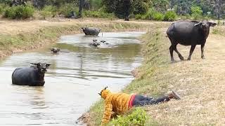 Fake Tiger Prank Buffalo 