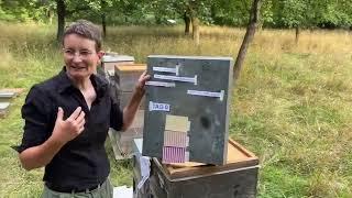 Gemeinsam Teilen und Behandeln - Live von Pias Bienenstand - 25.07.