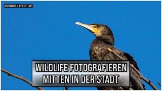 Fotowalk - Wildlife fotografieren mitten in der Stadt - Fototour