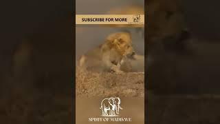 wildlife video-Lions attack cheetah- wildlife photography  #naturephotography #naturevideo #wildlife