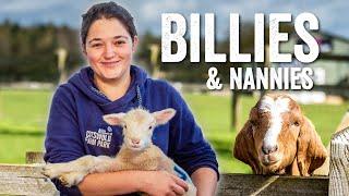 Adam Henson's Farm Diaries - Fridays with Fran - Ep2 -  Billies & Nannies