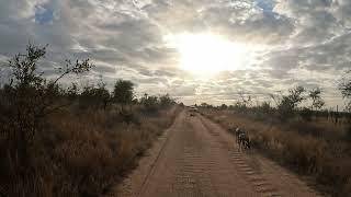 Wild Dogs GoPro