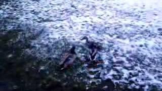 ducks fighting