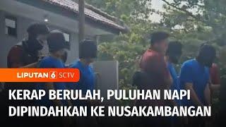 Live Report: Sering Buat Gaduh, Puluhan Narapidana Dipindah Ke Nusakambangan | Liputan 6