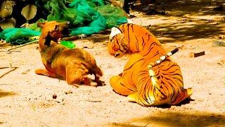 Funny tiger prank dog  fake Lion and Fake Tiger Prank To dog | Videos