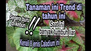 Caladium, tanaman trend 2021 Ala Mama Razka (Tahun ini)