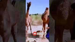 Camel meeting video #camelmeeting #meetup #camelattack #camemeetingvideo #shorts #thar #animal