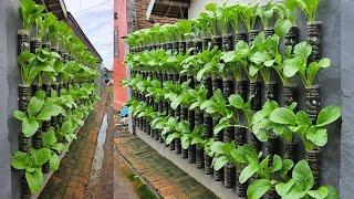 Tutorial lengkap menanam sawi caisim di botol || how to plant caisim mustard greens in a bottle