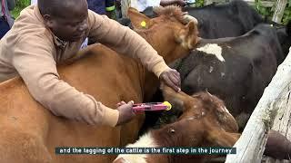 LIVESTOCK MARKETS