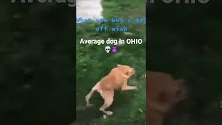 OHIO #ohio #swag #dog #funny #fyp #shorts #viral ##dark #song #goofy