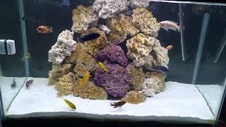 African Cichlids with dry rock