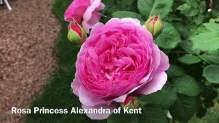 РОЗА PRINCESS ALEXANDRA OF KENT. Роза Остина Princess Alexandra of KENT
