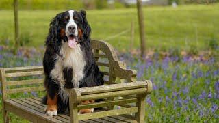 Spring Sunday Walk with Bernese Mountain Dog