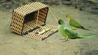 Creative Quick Parrot Trap Using Plastic Case | Best Bird Trap