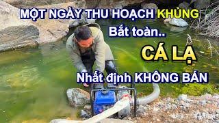 Một ngày thu hoạch Khủng Khiếp, bắt được toàn cá Lạ về thả ao, nhất định KHÔNG BÁN