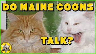 Maine Coon cat meowing (Harry talking and making other Maine Coon sounds)