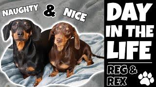 DAY IN THE LIFE WITH A MINIATURE DACHSHUND | Funny Puppy VLOG